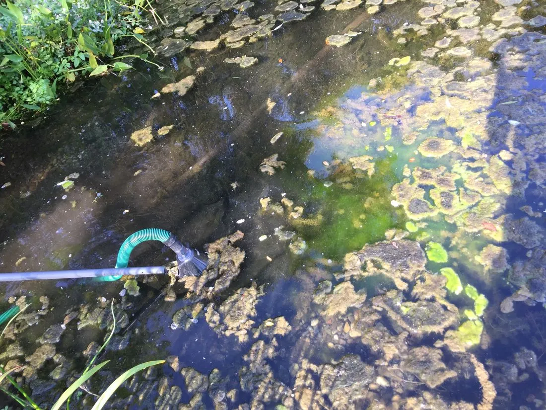 Gartenteich mit dichtem Algenteppich vor der Reinigung