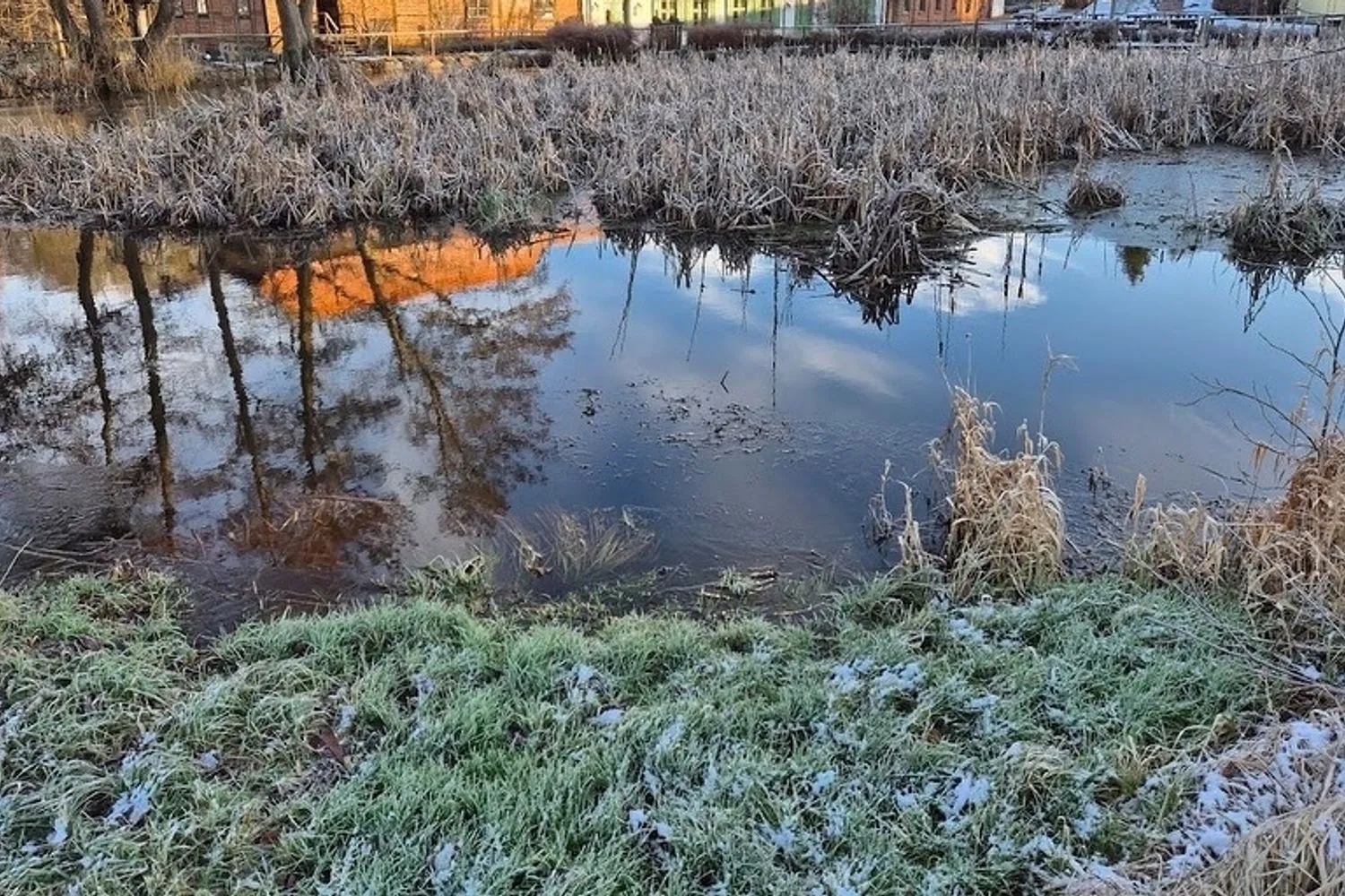 Verlandeter, von Schilf und Frost überzogener See vor der Sanierung