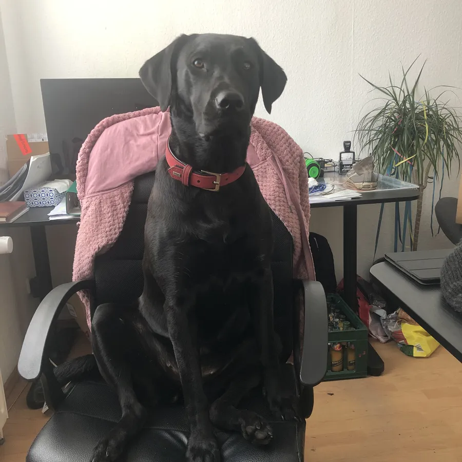 Der Bürohund der Teichprofis